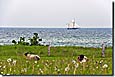 Schafe und Segelboote an der Ostsee