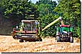 Getreideernte in Schleswig-Holstein