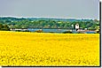 Rapsblüte in der Schlei-Ostsee-Region