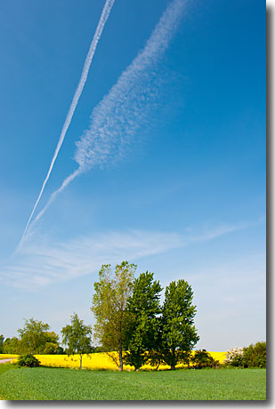 Traumhaft - Rapsblüte in Schwansen an der Schlei