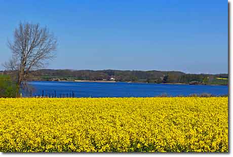 Gelbes Meer an der Schlei: Rapsblüte in Schwansen Gelbes Meer an der Schlei: Rapsblüte in Schwansen