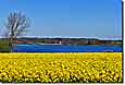 Gelbes Meer an der Schlei: Rapsblüte in Schwansen