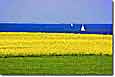 Frühlingserwachen mit Rapsblüte an der Ostsee